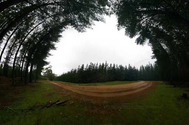 Mt Crawford Forest panorama